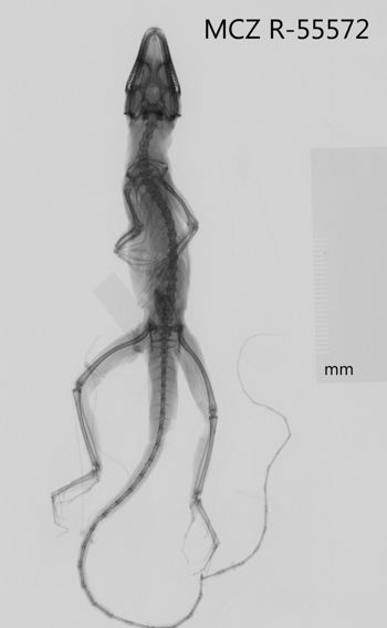 Media type: image;   Herpetology R-55572 Aspect: dorsoventral x-ray